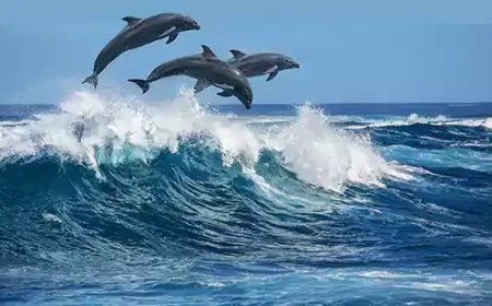 House Of Abhinandan Lodha Alibaug