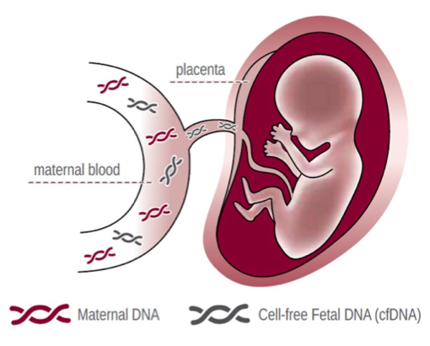 Non-Invasive Prenatal Testing Market Size, Trends, Growth Factors, and Forecast 2025-2033