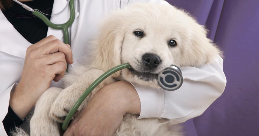 Companion Animal Health Market Dynamics Report: Size & Forecast 2025–2033