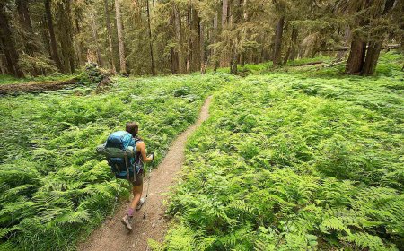 Ecotourism Market Trends, Growth, and Demand Forecast 2026-2034