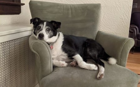 How At Home Euthanasia Services Work in Long Island