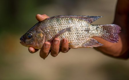 India Tilapia Market 2026-2034: 138.7 Thousand Tons Expansion, Key Trends & Strategic Outlook