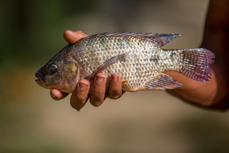 India Tilapia Market 2026-2034: 138.7 Thousand Tons Expansion, Key Trends & Strategic Outlook