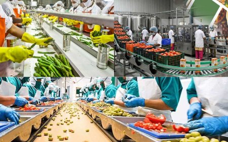 Food Processing Plant Feasibility Report: Setup Cost & Economic Analysis