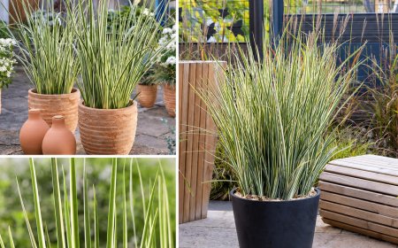 Dietes Milky Way for Bright and Stylish Garden Displays