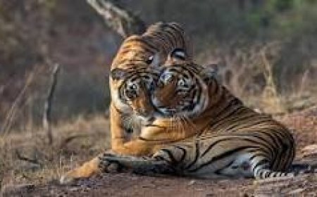 Explore Wildlife, Heritage, and Himalayan Beauty with Memorable India