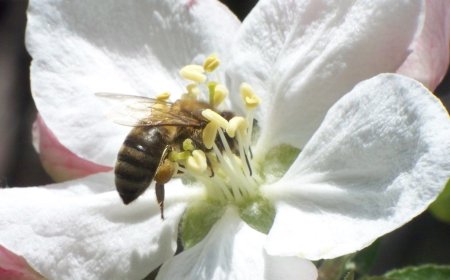 The Impact of Seasonal Blooms on Residential Bee Activity
