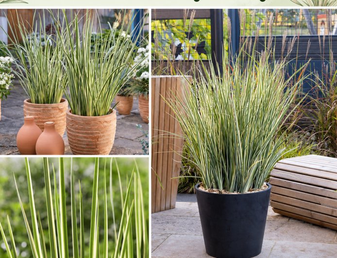 Dietes Milky Way for Bright and Stylish Garden Displays