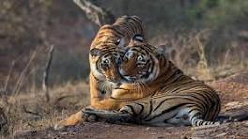 Explore Wildlife, Heritage, and Himalayan Beauty with Memorable India