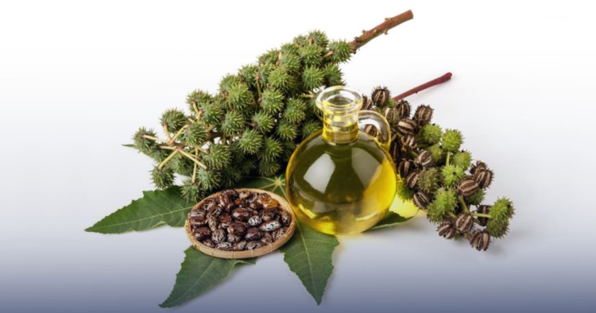 Hydrogenated Castor Oil Manufacturing Plant Setup Cost & Investment Overview