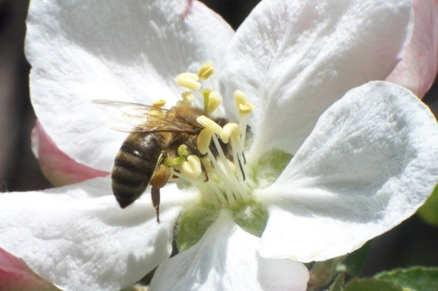 The Impact of Seasonal Blooms on Residential Bee Activity