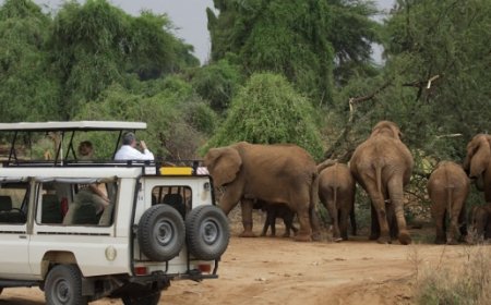 Kenya & Tanzania Safaris: One Journey, Two Extraordinary Wildlife Destinations