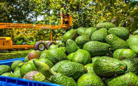 How to Setup a Avocado Processing Plant 2026: Machinery Requirements and Cost Analysis