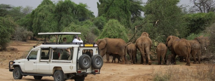 Kenya & Tanzania Safaris: One Journey, Two Extraordinary Wildlife Destinations