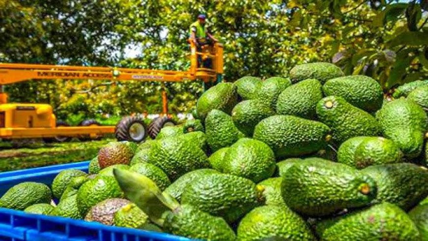 How to Setup a Avocado Processing Plant 2026: Machinery Requirements and Cost Analysis