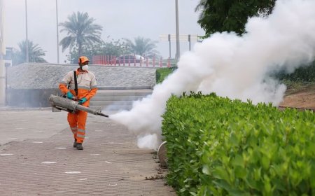 What Attracts Mosquitoes to Your Home?