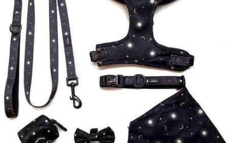 Everyday Adventures Made Easier: Essential Dog Walking Accessories UK Owners Need