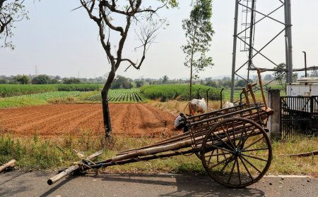 Healthy Food Distributors: Delivering Fresh, Nutritious Products Across India