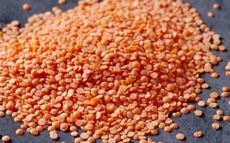 Setting Up a Lentil Processing Plant 2026: Machinery, Investment & Equipment Guide