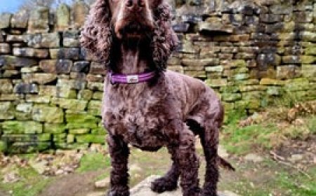Safer Walks, Smarter Training: Choosing a Reflective Dog Lead, Dog Leads for Training and a Dog Reflective Collar