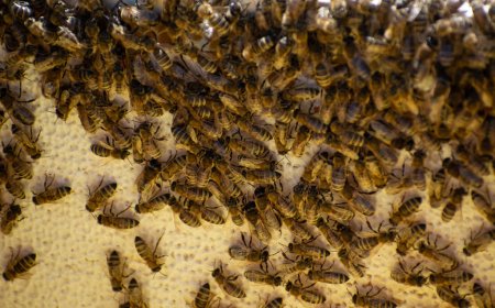 Why Bees Love Southern California: A Guide for Homeowners
