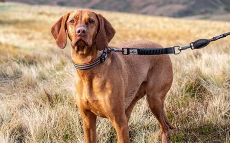 Everyday Dog Walking Essentials: Choosing the Right Poop Bag Dispenser, Dog Harness & Dog Collar