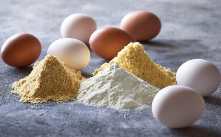 How to Setup a Egg Powder Manufacturing Plant in 2026: Revenue Potential, Industry Trends & Cost Analysis
