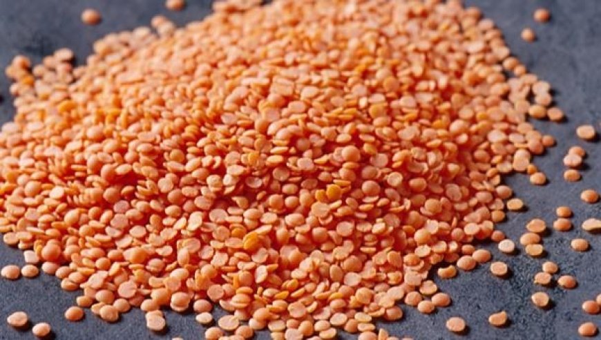 Setting Up a Lentil Processing Plant 2026: Machinery, Investment & Equipment Guide