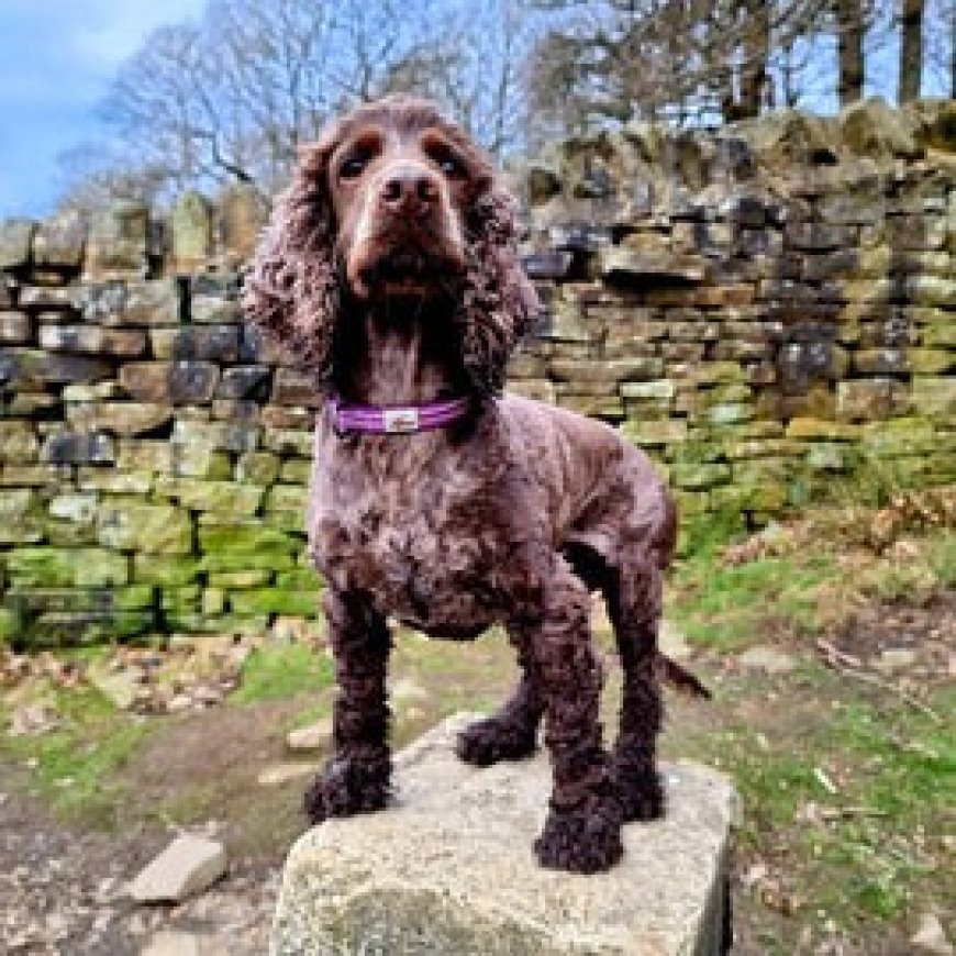 Safer Walks, Smarter Training: Choosing a Reflective Dog Lead, Dog Leads for Training and a Dog Reflective Collar