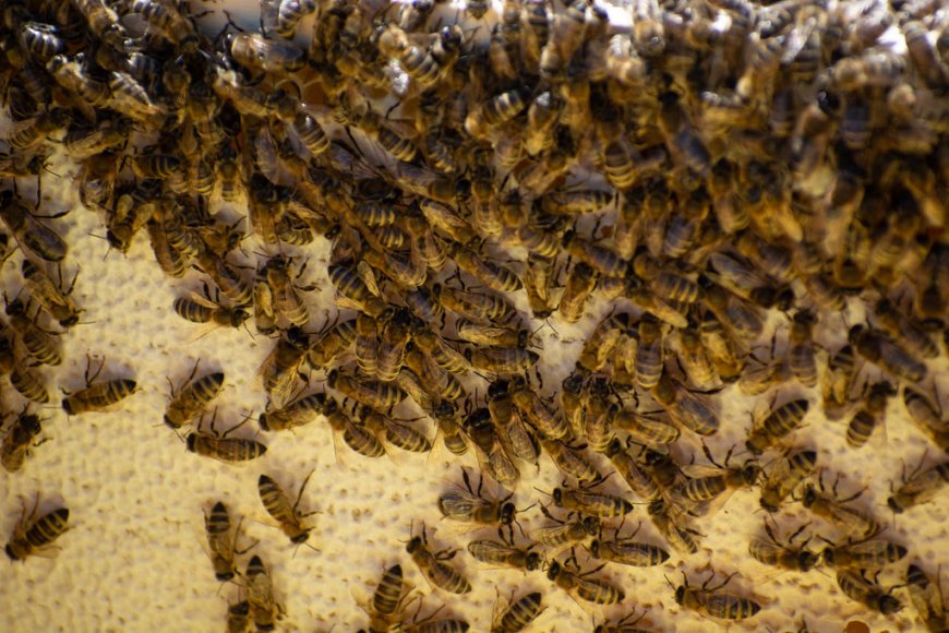 Why Bees Love Southern California: A Guide for Homeowners