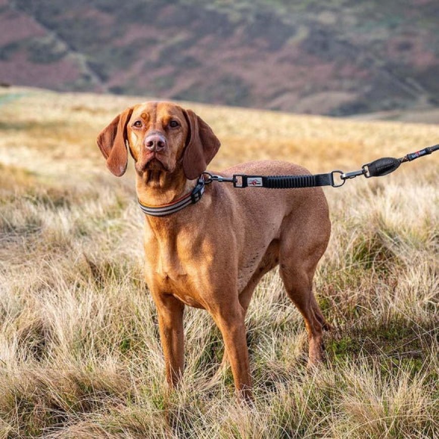 Everyday Dog Walking Essentials: Choosing the Right Poop Bag Dispenser, Dog Harness & Dog Collar