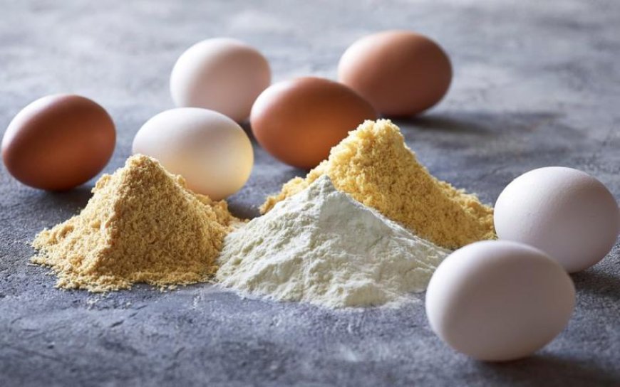 How to Setup a Egg Powder Manufacturing Plant in 2026: Revenue Potential, Industry Trends & Cost Analysis