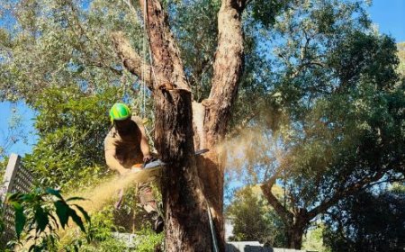 Keeping Melbourne Properties Safe and Tidy with Professional Tree Care
