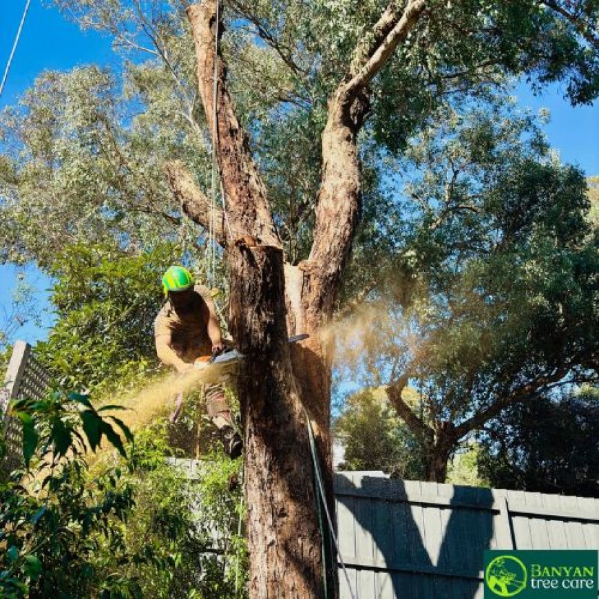 Keeping Melbourne Properties Safe and Tidy with Professional Tree Care