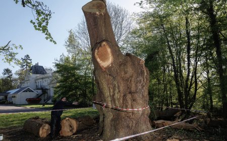 How Can Tree Felling Improve Garden Safety?