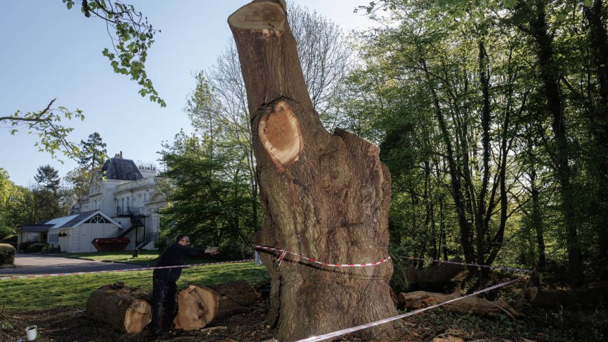How Can Tree Felling Improve Garden Safety?