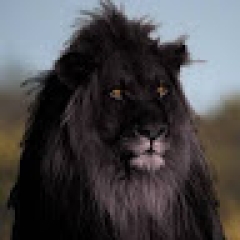 Black Devid